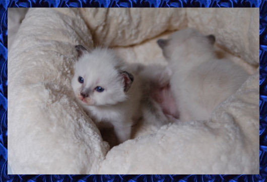 Bella-Donna 3 weken oud
